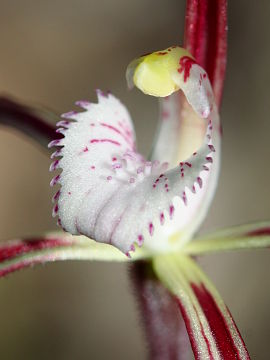 Caladenia denticulata