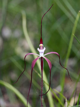 Caladenia denticulata