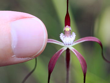 Caladenia denticulata