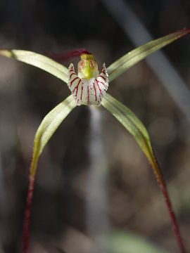 Caladenia dimidia