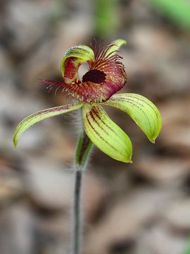 Caladenia discoidea