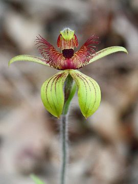 Caladenia discoidea