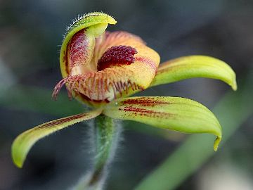 Caladenia discoidea