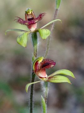 Caladenia discoidea