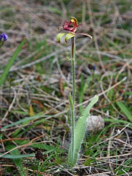 Caladenia discoidea