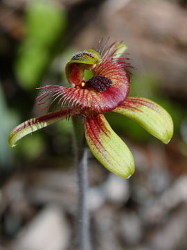 Caladenia discoidea