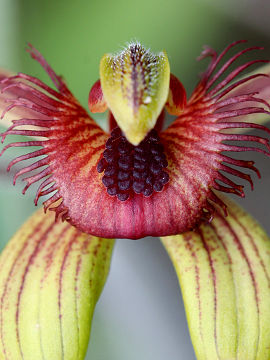 Caladenia discoidea