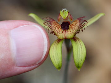 Caladenia discoidea