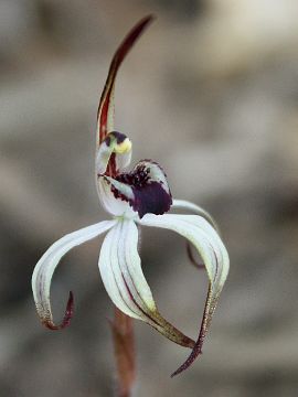 Caladenia drummondii