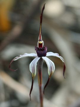 Caladenia drummondii