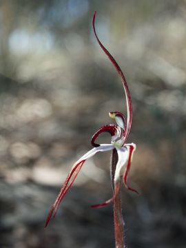 Caladenia drummondii