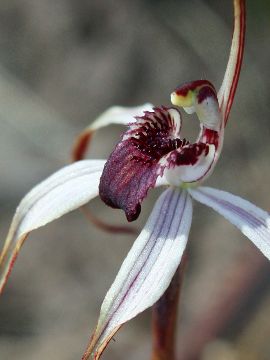 Caladenia drummondii