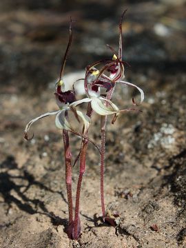 Caladenia drummondii