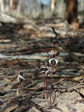 Caladenia drummondii