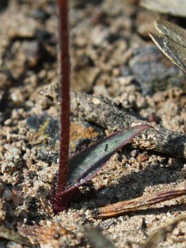 Caladenia drummondii