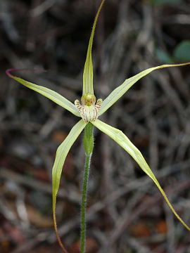 Caladenia elegans Caladenia elegans