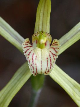 Caladenia elegans Caladenia elegans
