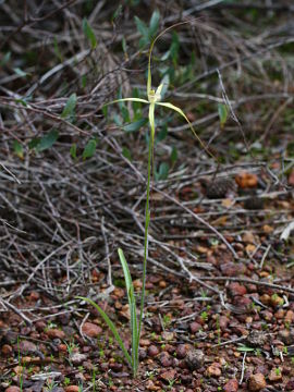 Caladenia elegans Caladenia elegans