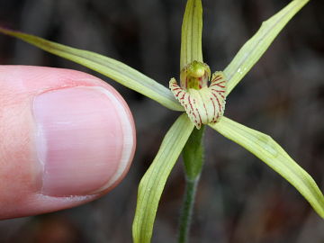 Caladenia elegans Caladenia elegans
