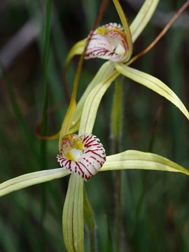 Caladenia elegans Caladenia elegans