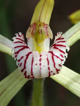 Caladenia elegans Caladenia elegans