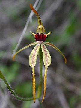 Caladenia ensata