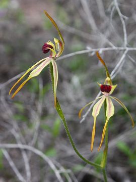 Caladenia ensata