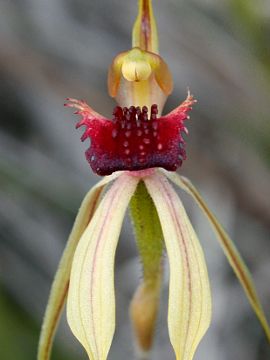 Caladenia ensata