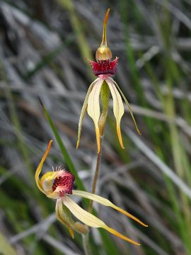 Caladenia ensata