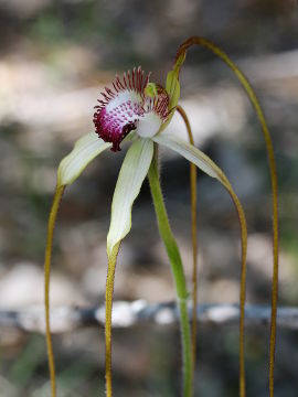 Caladenia excelsa