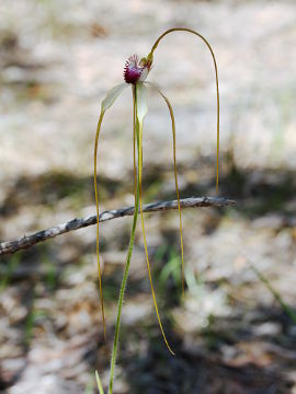 Caladenia excelsa