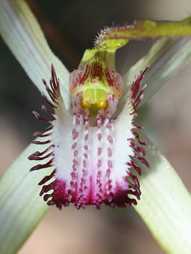 Caladenia excelsa