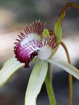 Caladenia excelsa Caladenia excelsa