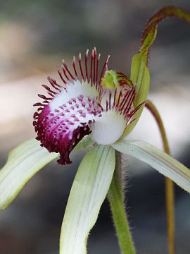 Caladenia excelsa