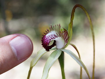 Caladenia excelsa Caladenia excelsa