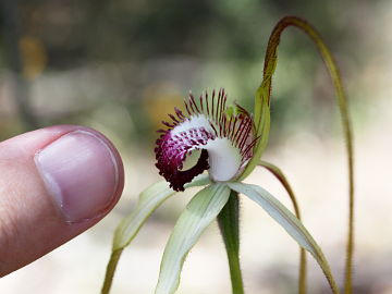 Caladenia excelsa