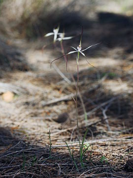 Caladenia exilis