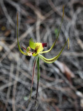 Caladenia falcata