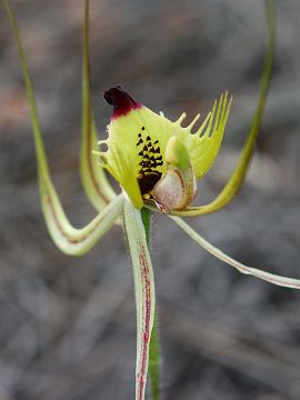 Caladenia falcata