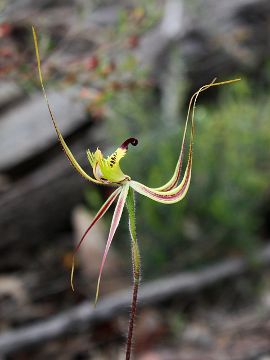 Caladenia falcata