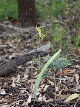 Caladenia falcata