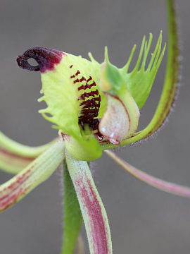 Caladenia falcata