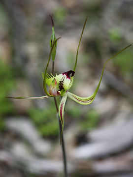 Caladenia falcata Caladenia falcata