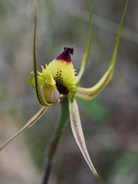 Caladenia falcata Caladenia falcata