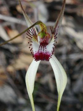 Caladenia falcata × Caladenia longicauda