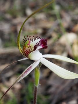 Caladenia falcata × Caladenia longicauda