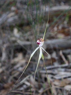 Caladenia falcata × Caladenia longicauda