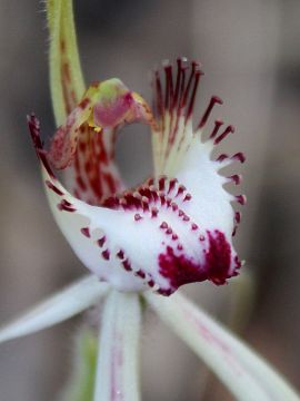 Caladenia falcata × Caladenia longicauda