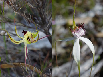 Caladenia falcata × Caladenia longicauda