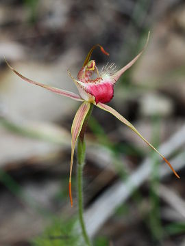 Caladenia ferruginea